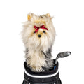 Headcover Fitsall